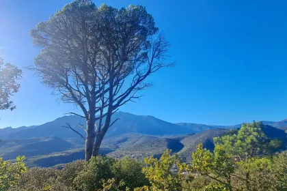 El pi del Rei - Santa Margarita de Nabilles