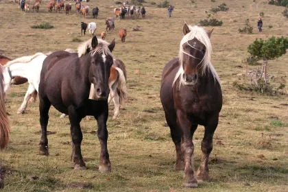 Triada de Mulats d'Espinavell  -  Transhumance des chevaux du Col
